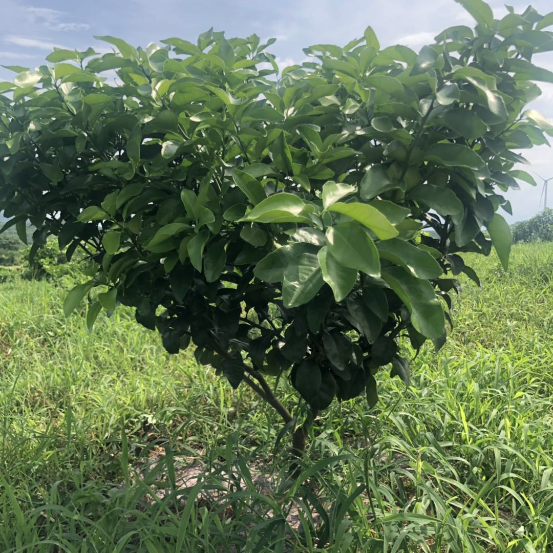 湖南樹人農林科技有限公司,湖南柑橘品種銷售,中國果樹網(wǎng),常綠果樹類哪里好