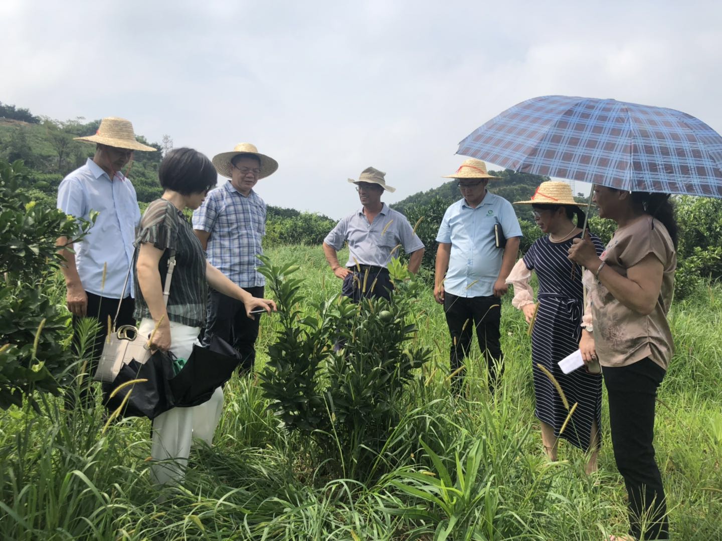 湖南樹人農林科技有限公司,湖南柑橘品種銷售,中國果樹網(wǎng),常綠果樹類哪里好