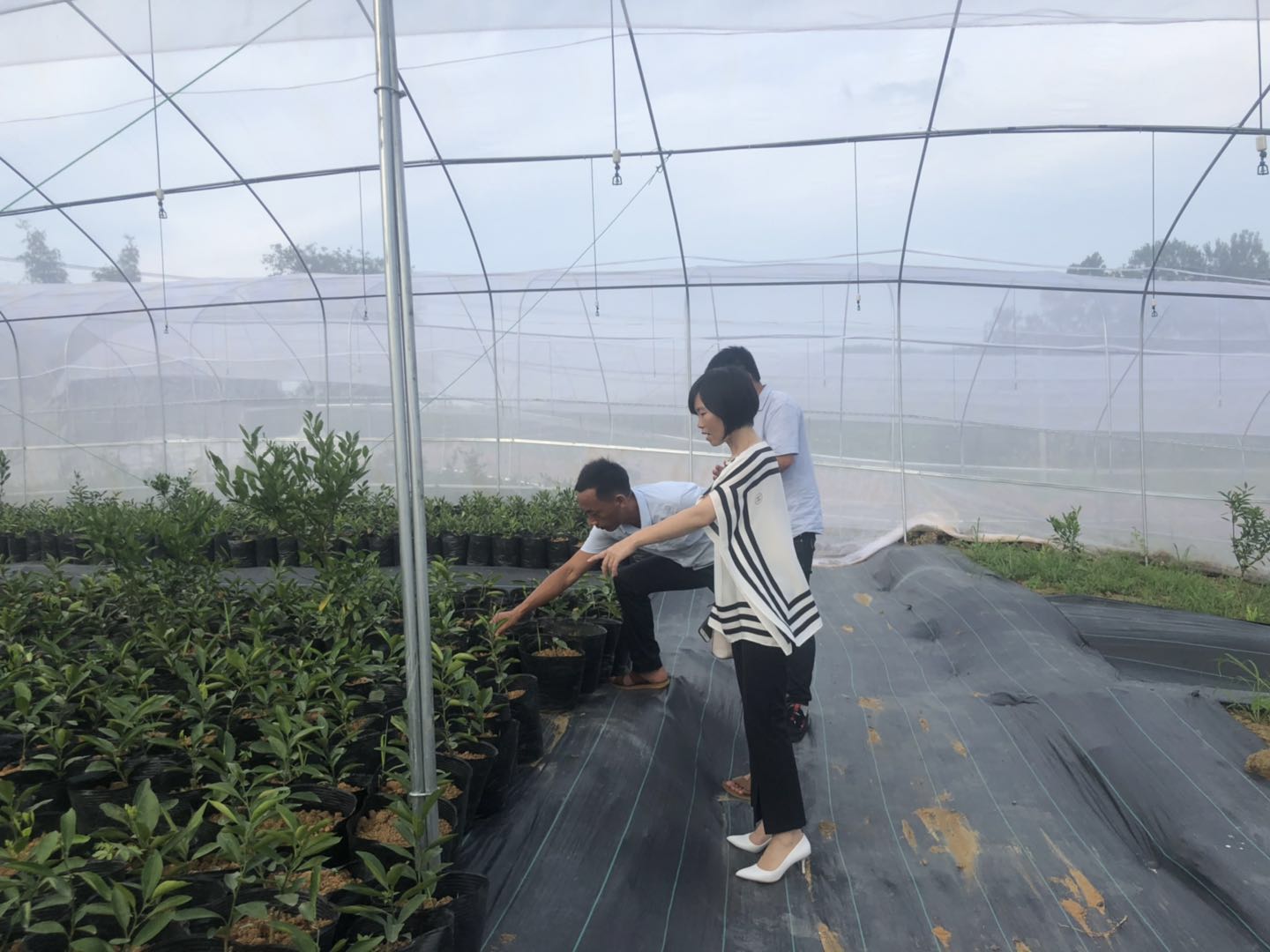 湖南樹人農林科技有限公司,湖南柑橘品種銷售,中國果樹網(wǎng),常綠果樹類哪里好
