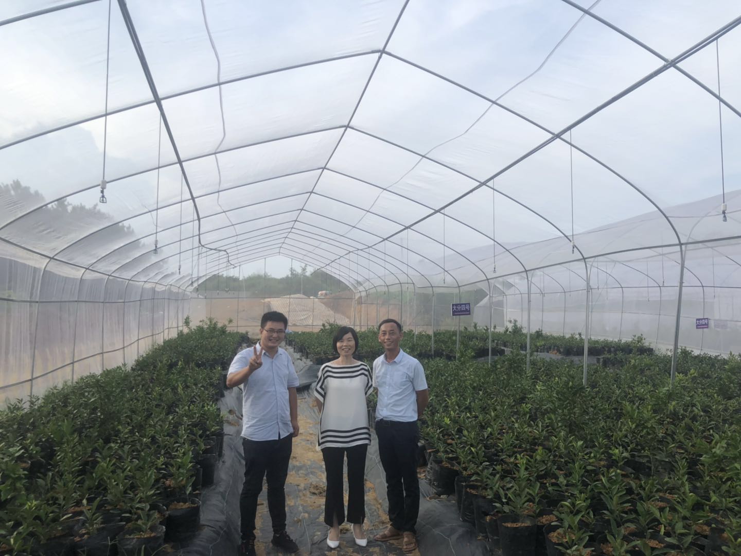 湖南樹人農林科技有限公司,湖南柑橘品種銷售,中國果樹網(wǎng),常綠果樹類哪里好