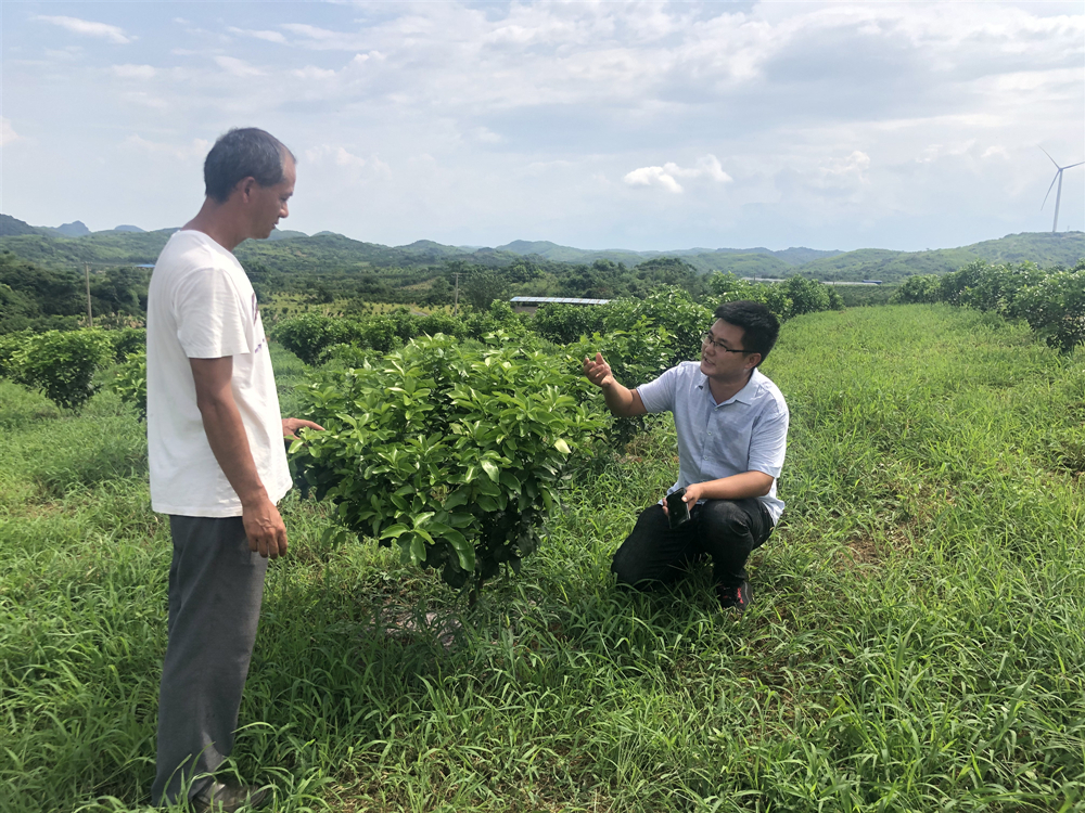 湖南樹(shù)人農(nóng)林科技有限公司,湖南柑橘品種銷(xiāo)售,中國(guó)果樹(shù)網(wǎng),常綠果樹(shù)類(lèi)哪里好