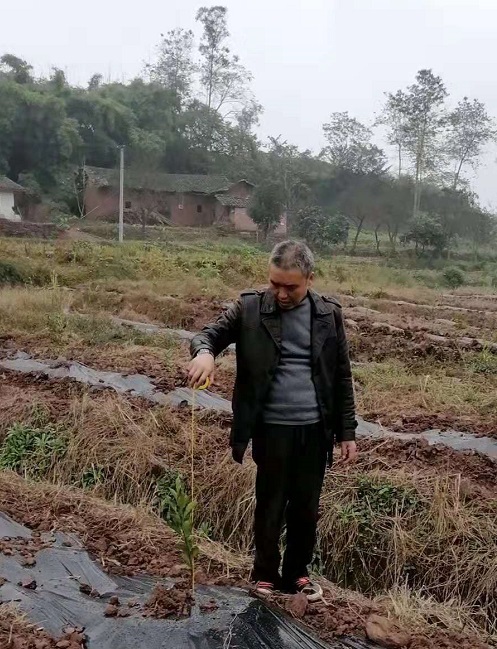 湖南樹人農(nóng)林科技有限公司,湖南柑橘品種銷售,中國(guó)果樹網(wǎng),常綠果樹類哪里好