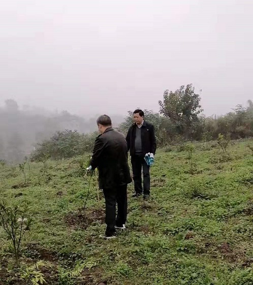 湖南樹人農(nóng)林科技有限公司,湖南柑橘品種銷售,中國(guó)果樹網(wǎng),常綠果樹類哪里好