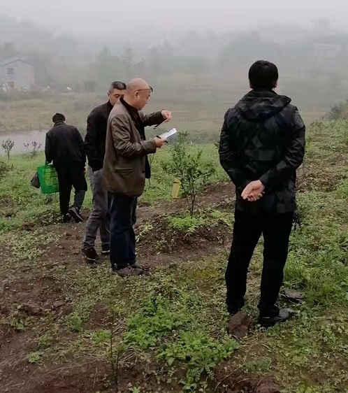 湖南樹人農(nóng)林科技有限公司,湖南柑橘品種銷售,中國(guó)果樹網(wǎng),常綠果樹類哪里好