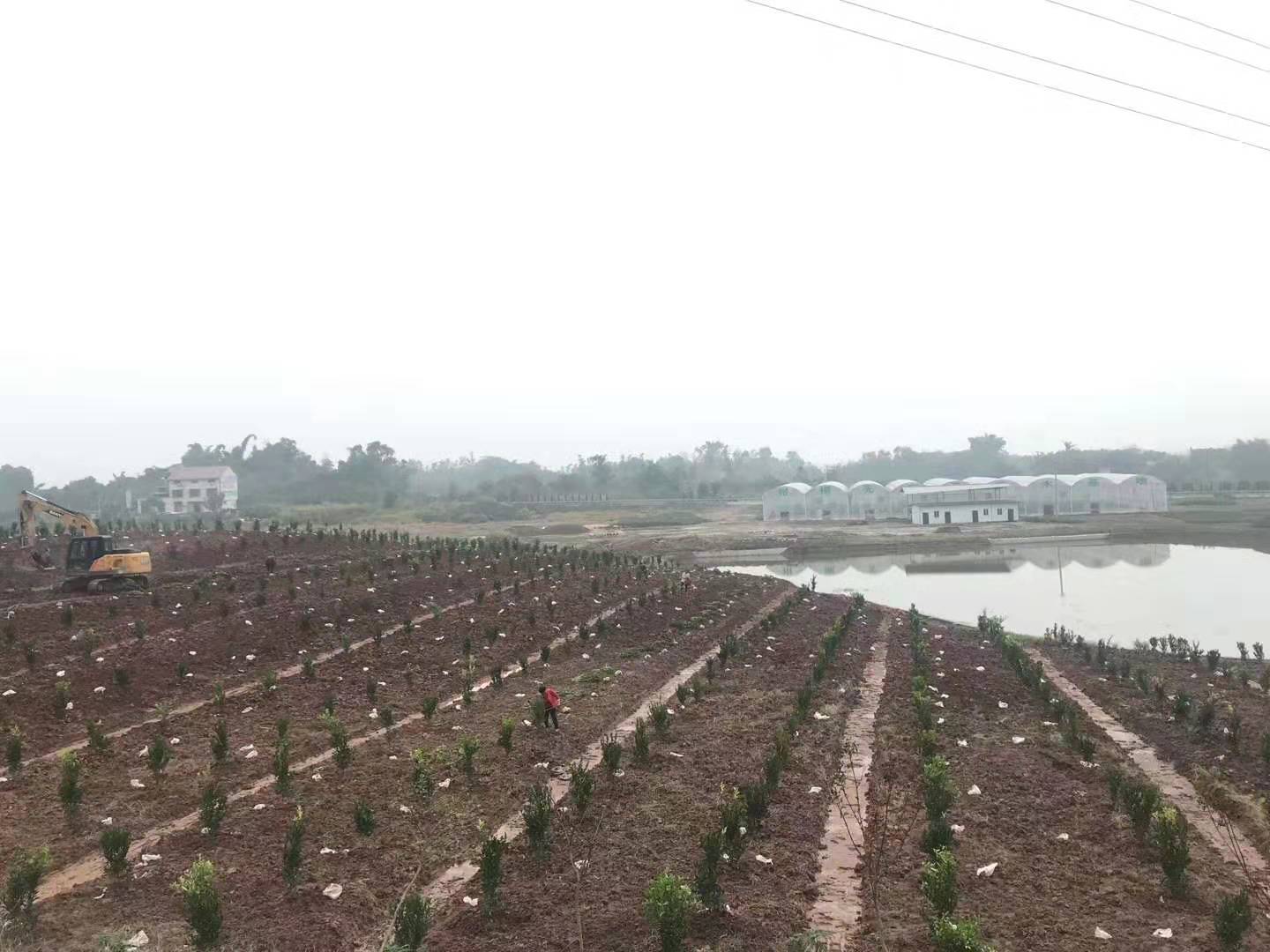 湖南樹人農(nóng)林科技有限公司,湖南柑橘品種銷售,中國(guó)果樹網(wǎng),常綠果樹類哪里好