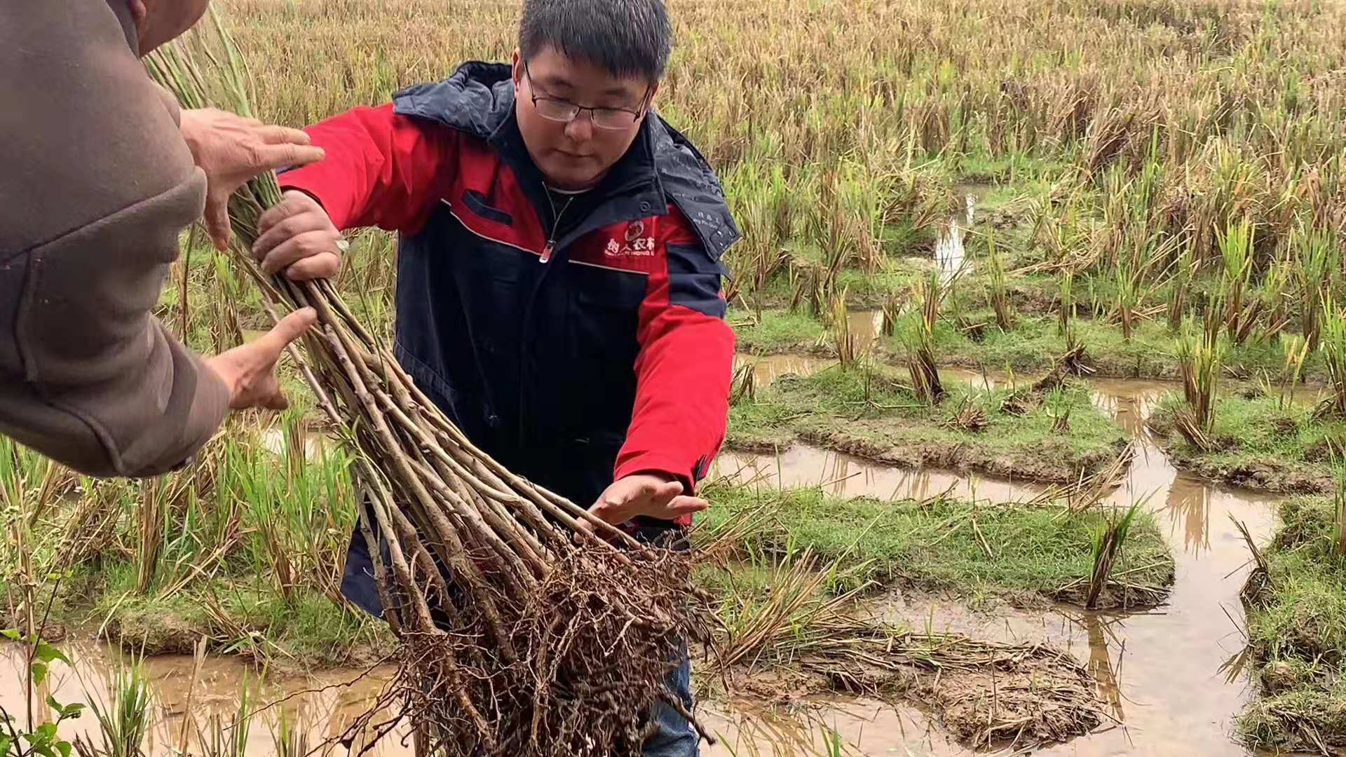 湖南樹(shù)人農(nóng)林科技有限公司,湖南柑橘品種銷(xiāo)售,中國(guó)果樹(shù)網(wǎng),常綠果樹(shù)類哪里好