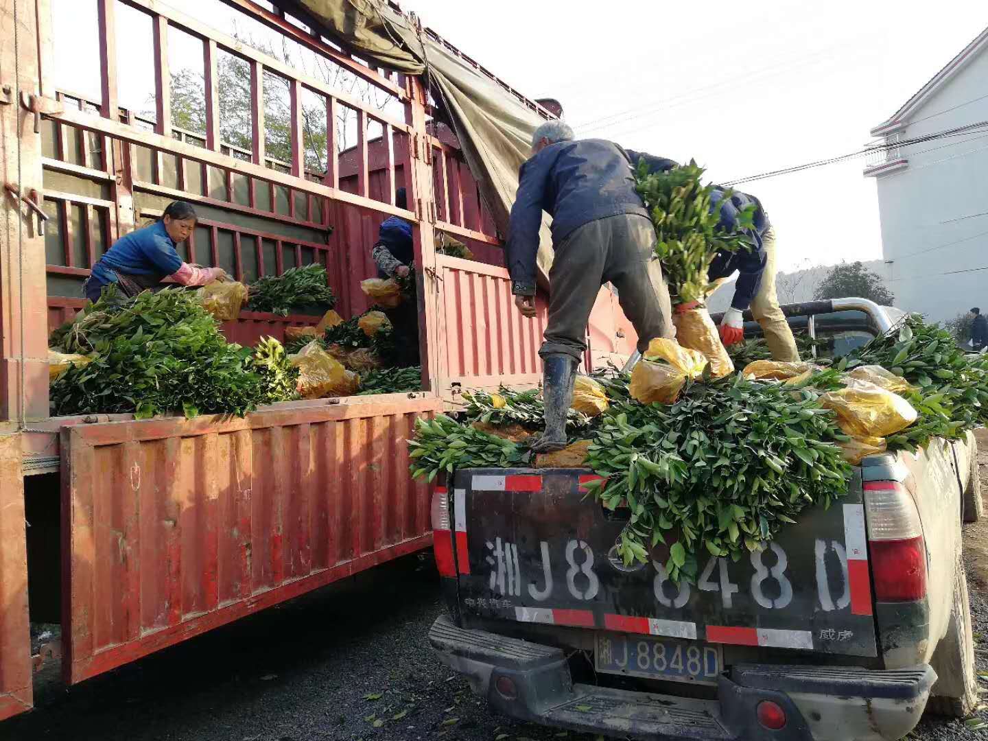 湖南樹(shù)人農(nóng)林科技有限公司,湖南柑橘品種銷售,中國(guó)果樹(shù)網(wǎng),常綠果樹(shù)類哪里好