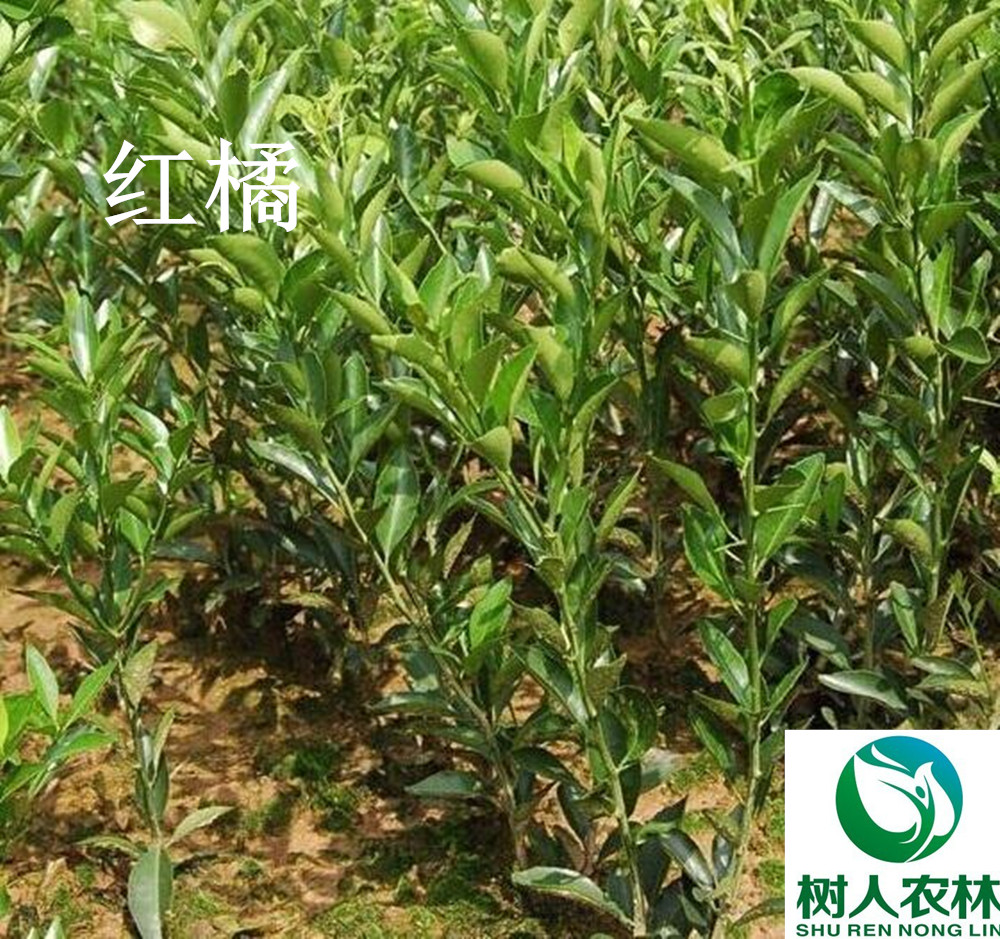 湖南樹(shù)人農(nóng)林科技有限公司,湖南柑橘品種銷(xiāo)售,中國(guó)果樹(shù)網(wǎng),常綠果樹(shù)類(lèi)哪里好