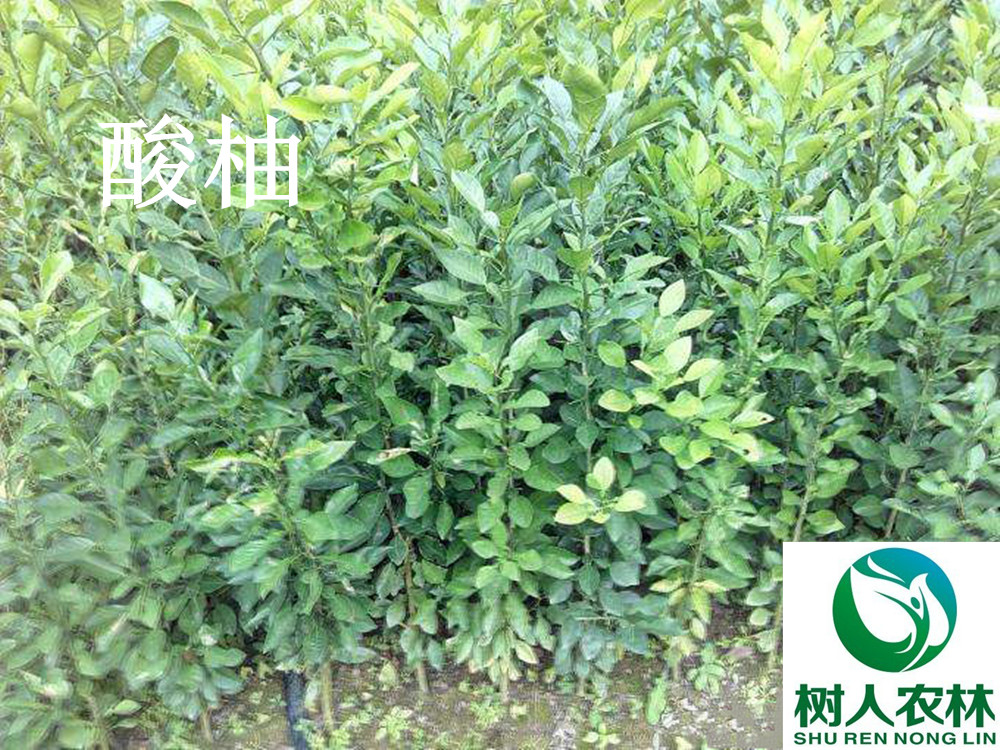 湖南樹(shù)人農(nóng)林科技有限公司,湖南柑橘品種銷(xiāo)售,中國(guó)果樹(shù)網(wǎng),常綠果樹(shù)類(lèi)哪里好