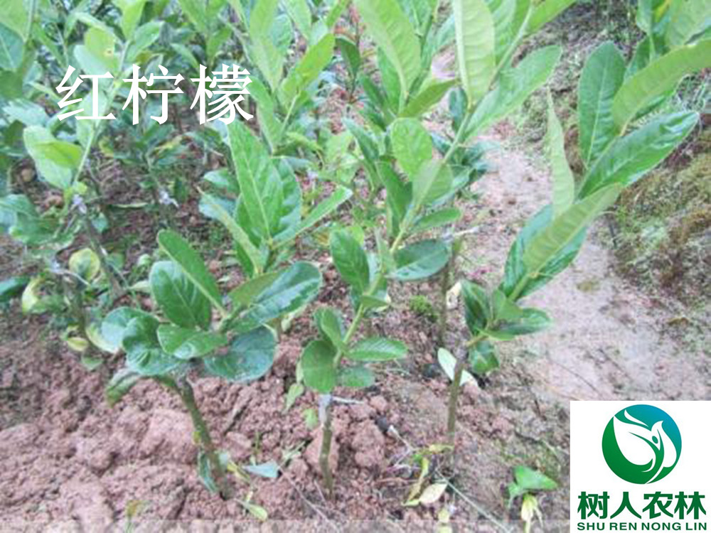 湖南樹(shù)人農(nóng)林科技有限公司,湖南柑橘品種銷(xiāo)售,中國(guó)果樹(shù)網(wǎng),常綠果樹(shù)類(lèi)哪里好