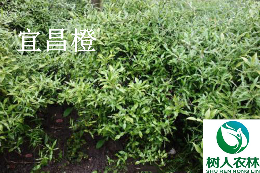 湖南樹(shù)人農(nóng)林科技有限公司,湖南柑橘品種銷(xiāo)售,中國(guó)果樹(shù)網(wǎng),常綠果樹(shù)類(lèi)哪里好