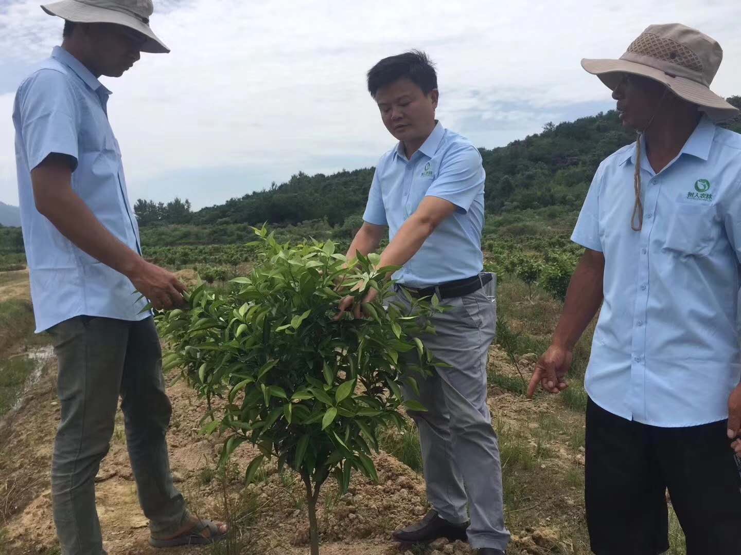 湖南樹(shù)人農(nóng)林科技有限公司,湖南柑橘品種銷售,中國(guó)果樹(shù)網(wǎng),常綠果樹(shù)類哪里好