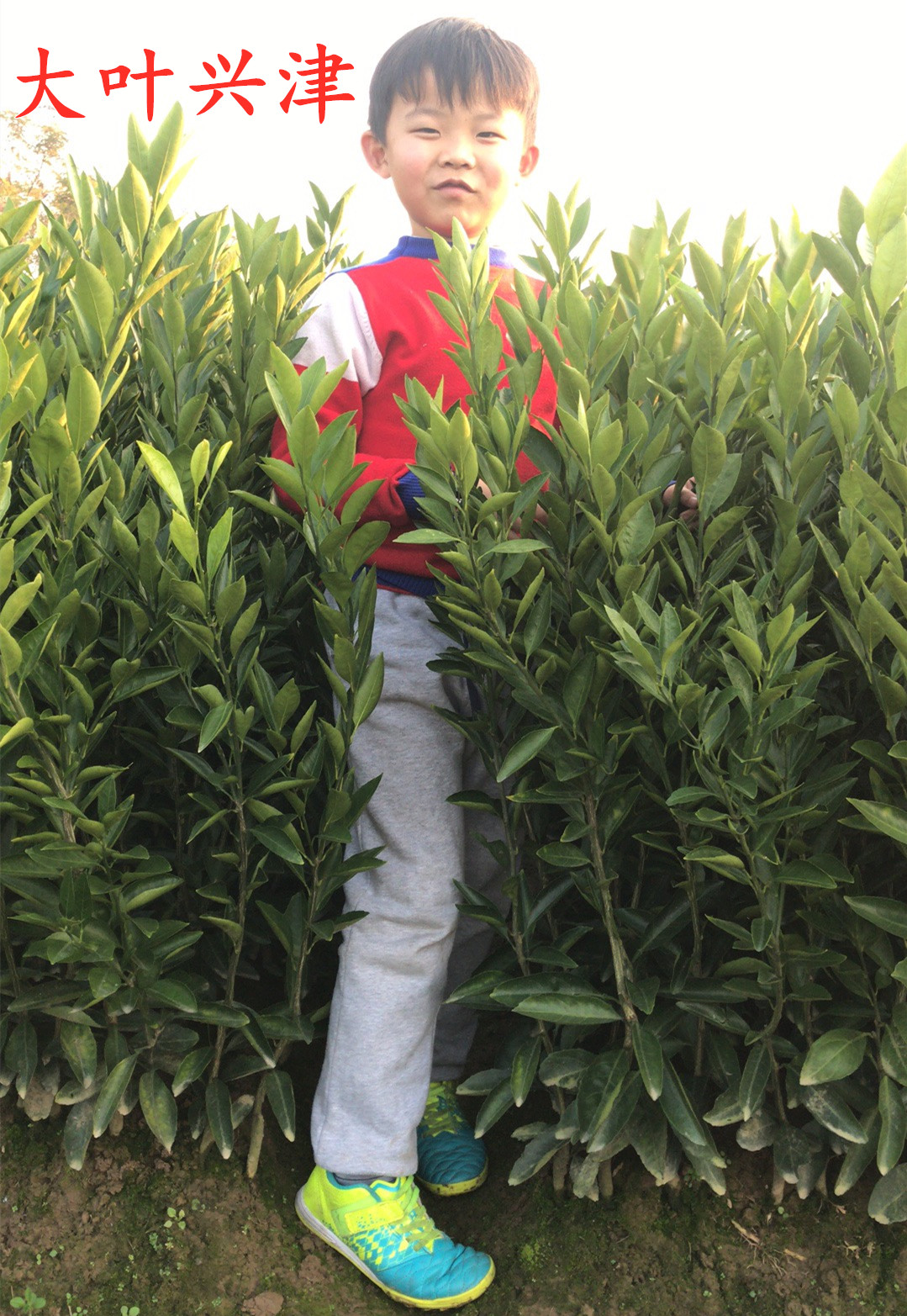 湖南樹人農(nóng)林科技有限公司,湖南柑橘品種銷售,中國果樹網(wǎng),常綠果樹類哪里好