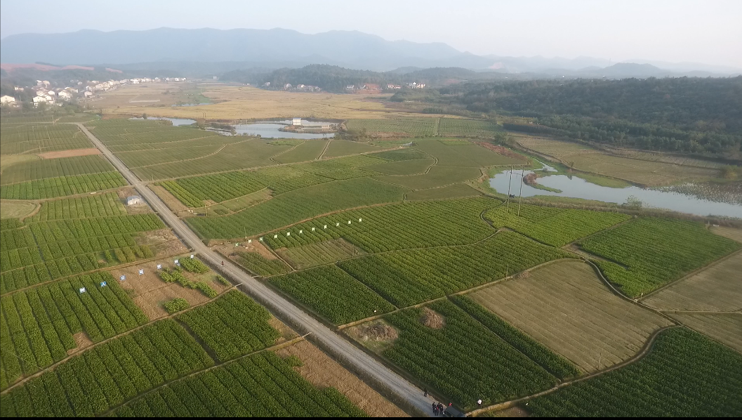 湖南樹(shù)人農(nóng)林科技有限公司,湖南柑橘品種銷(xiāo)售,中國(guó)果樹(shù)網(wǎng),常綠果樹(shù)類(lèi)哪里好