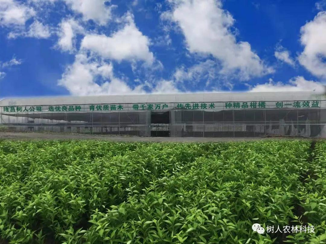 湖南樹(shù)人農(nóng)林科技有限公司,湖南柑橘品種銷(xiāo)售,中國(guó)果樹(shù)網(wǎng),常綠果樹(shù)類(lèi)哪里好