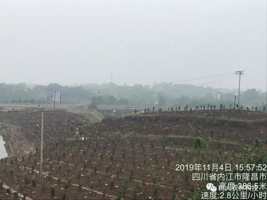 湖南樹(shù)人農(nóng)林科技有限公司,湖南柑橘品種銷(xiāo)售,中國(guó)果樹(shù)網(wǎng),常綠果樹(shù)類(lèi)哪里好