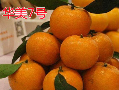 湖南樹人農(nóng)林科技有限公司,湖南柑橘品種銷售,中國果樹網(wǎng),常綠果樹類哪里好 湖南樹人農(nóng)林科技有限公司,湖南柑橘品種銷售,中國果樹網(wǎng),常綠果樹類哪里好