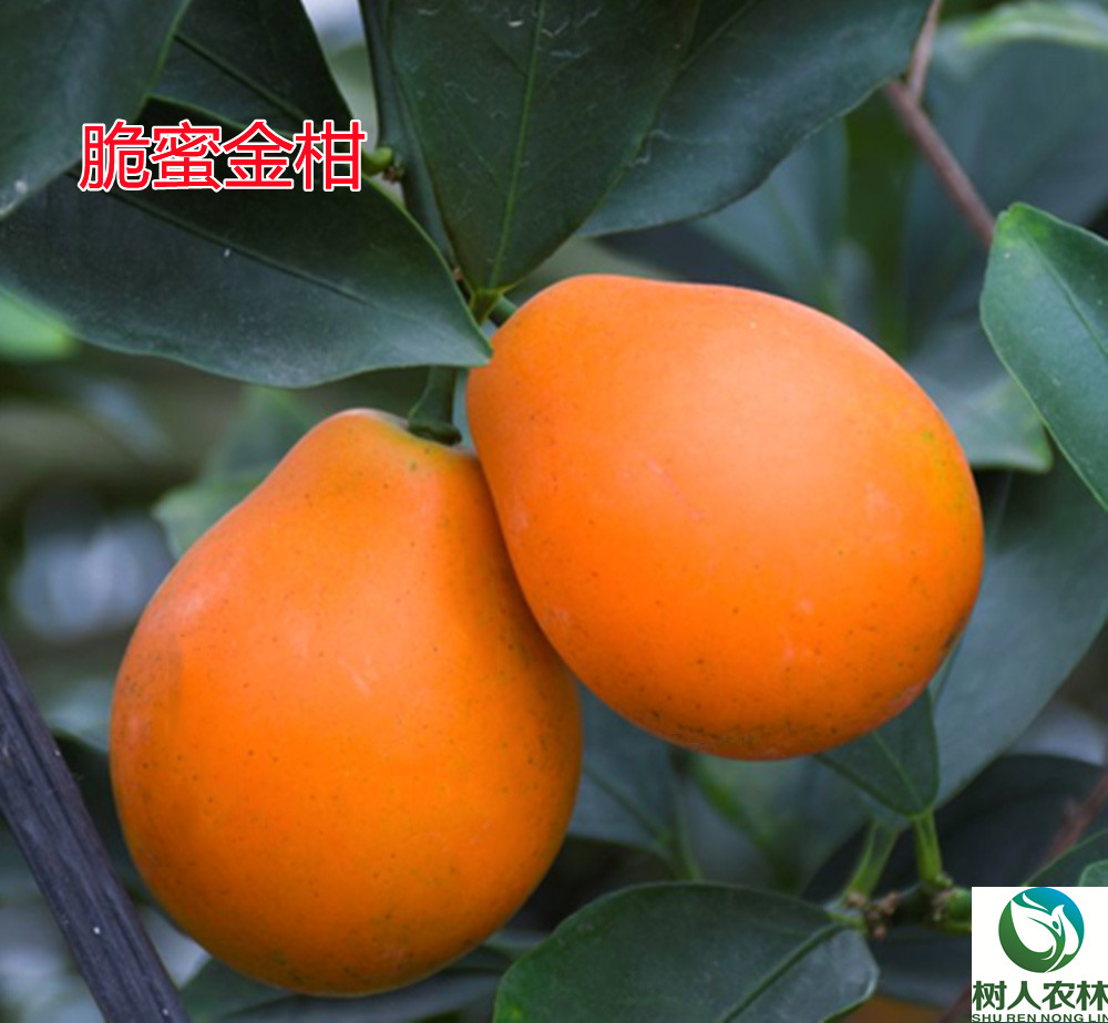 湖南樹人農(nóng)林科技有限公司,湖南柑橘品種銷售,中國果樹網(wǎng),常綠果樹類哪里好