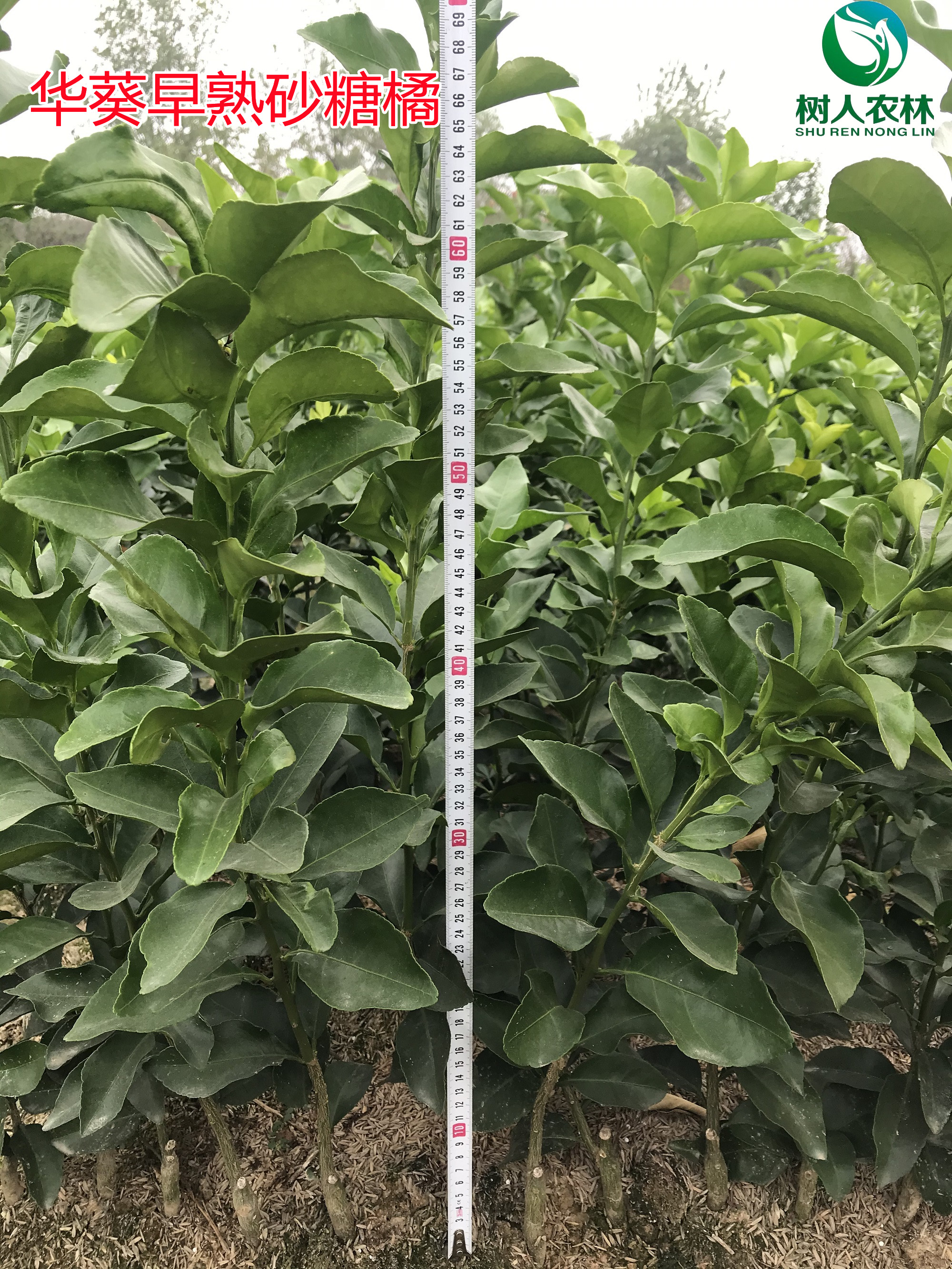 湖南樹人農(nóng)林科技有限公司,湖南柑橘品種銷售,中國果樹網(wǎng),常綠果樹類哪里好