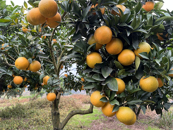 湖南樹人農(nóng)林科技有限公司,湖南柑橘品種銷售,中國果樹網(wǎng),常綠果樹類哪里好